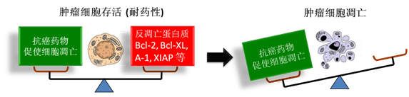 图 1：肿瘤细胞通过反凋落蛋白产生耐药性，对反凋落蛋白的抑造将扭转平衡，解除肿瘤耐药性。