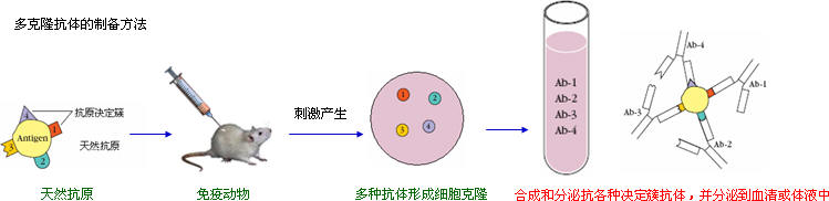 抗体造备