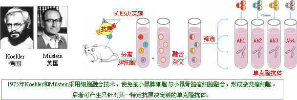抗体造备