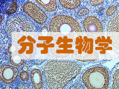 分子生物学尝试服务