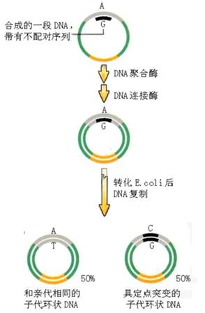 体表定点突变技术