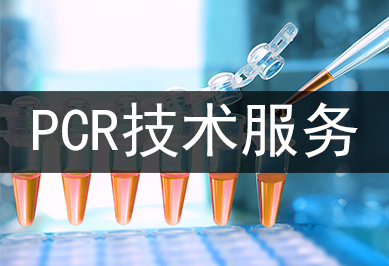 PCR技术服务及其使用