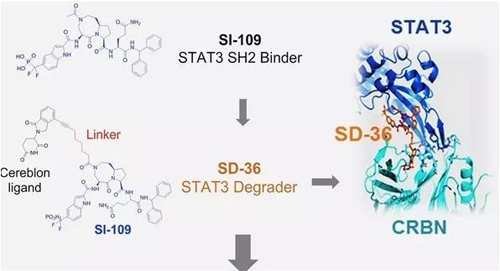 结构优化得到的SH2结合分子SI-109与CRBN结合，得到SD-36