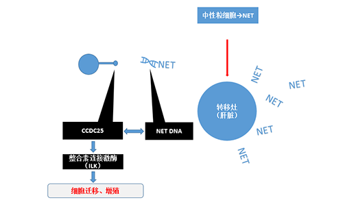 除了单纯的捕获，NET DNA与CCDC-25的结合还加强了癌细胞的侵袭行为，推进了癌症的肝转移。