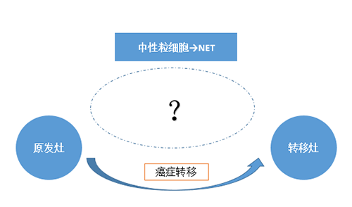 NET可能会通过某些方式“捕获”或“唤醒”癌细胞，从而造成癌细胞的迁徙。