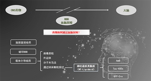 人为合成NT类脂质盛开血脑樊篱，为CNS药物打开新局面