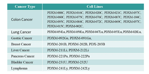 PDX幼鼠肿瘤模型