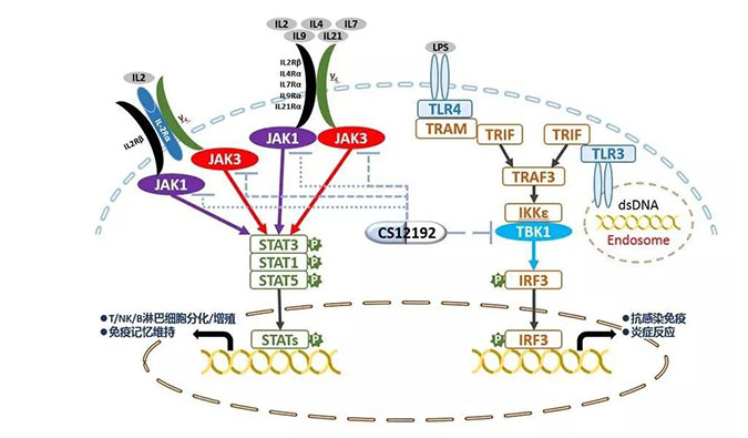 自身免疫疾病或迎新疗法！JDB电子助力微芯生物CS12192获批FDA