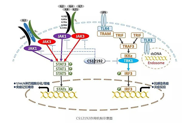 CS12192作用机造示意图