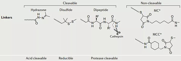 ADC-药物的衔接子.png