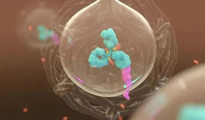 美研 | ADC，为靶向给药而精准深耕