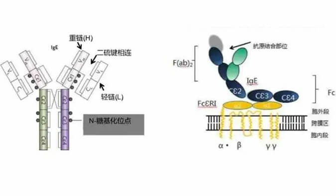 JDB电子助力 | 济民可信lgE抗体药物JYB1904获批临床.jpg