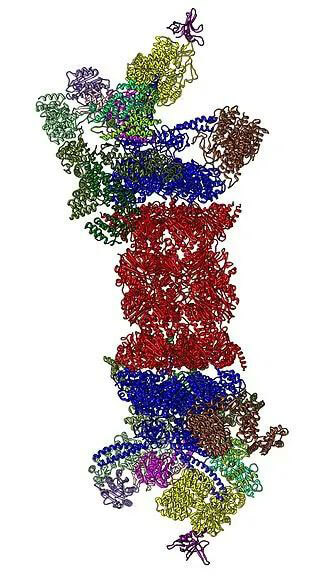 26S蛋白酶体结构（起源：Wikipedia）.jpg