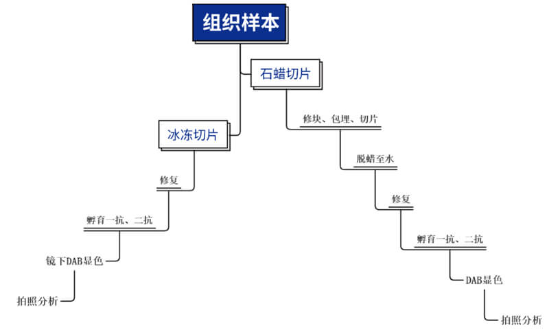 免疫组化技术平台重要步骤.jpg