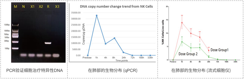 肺部细胞医治散布的检测.jpg