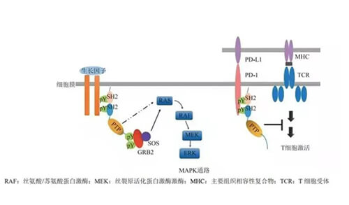 JDB电子助力凌达生物SHP2变构抑造剂RG001片获批临床.jpg