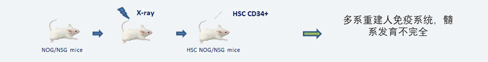 CD34+-HSC-人源化肿瘤移植模型造模步骤.jpg
