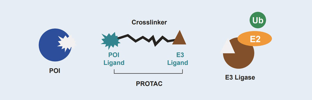 JDB电子 PROTAC 药物发现技术服务平台