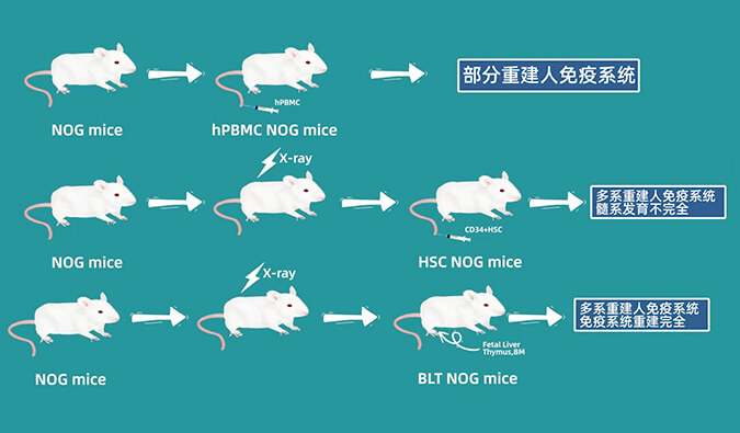 评价肿瘤药物的动物药效模型，你选对了吗.jpg