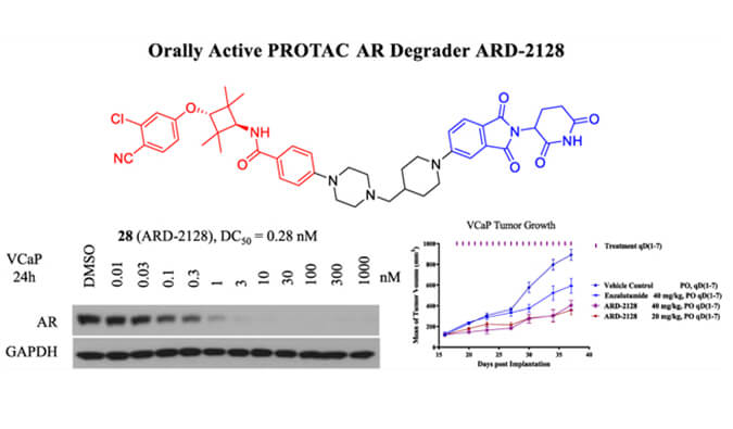 ARD-2128是一种PROTAC AR降解剂，拥有杰出的血浆和微粒体不变性，本钻研中体表不变性和PK钻研通过JDB电子进行