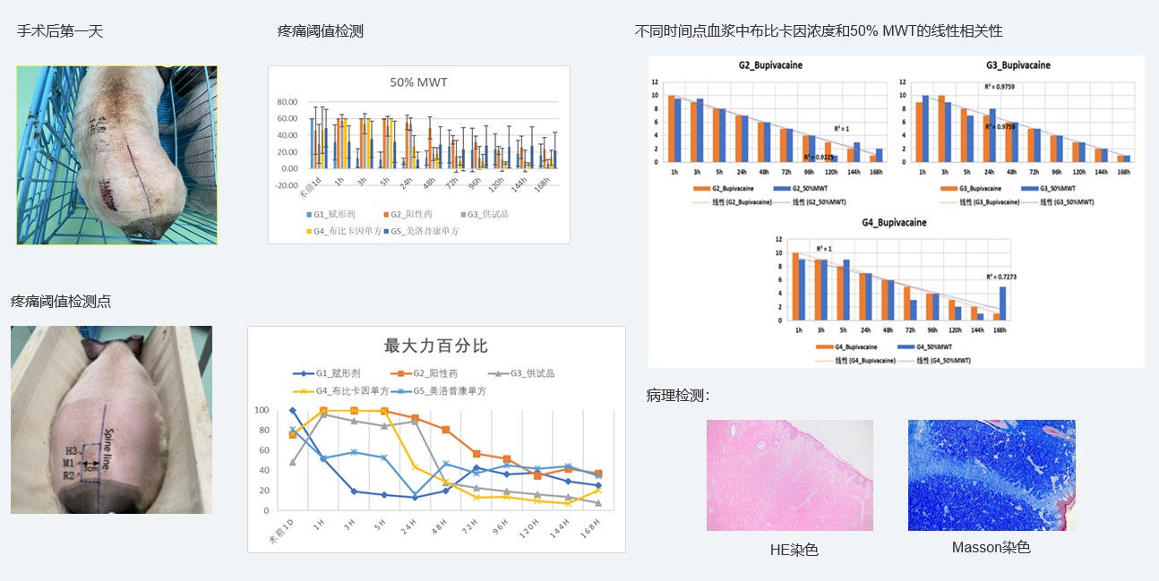 案例1：复方造剂对巴马幼型猪术后急性疼痛模型的镇痛试验.jpg