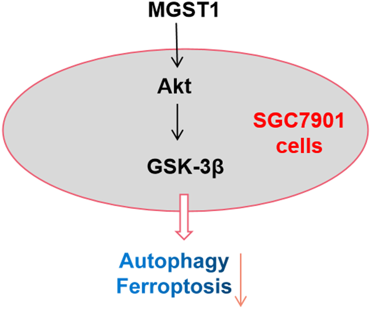 MGST1过表白通过激活Akt/GSK-3β信号通路诱导胃癌细胞增殖，本钻研中MGST1过表白等体表尝试通过JDB电子进行